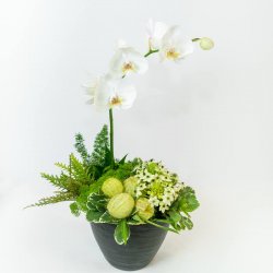 סידור סחלב בכלי